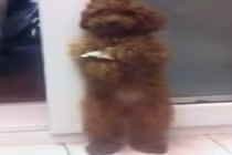 Clip chú chó đáng thương bị phạt đứng cầm giấy 