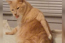 Chú mèo hồn nhiên nhất quả đất