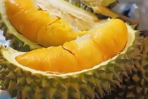 Những điều không thể bỏ qua khi ăn quả sầu riêng