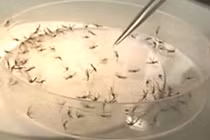 Phát hiện hợp chất diệt mọi ký sinh trùng sốt rét