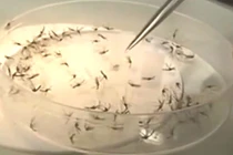 Phát hiện hợp chất diệt mọi ký sinh trùng sốt rét