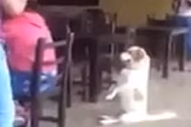 Chó cưng ngồi như người yêu không chịu nổi