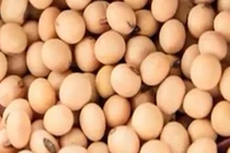 Những lợi ích lâu dài không ngờ tới của đậu nành