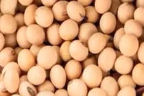 Những lợi ích lâu dài không ngờ tới của đậu nành