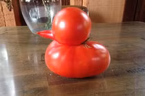 Chiêm ngưỡng quả cà chua hình chú vịt lạ nhất thế giới