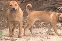 Từ tháng 9.2017, không đeo rọ mõm cho chó bị phạt 800.000 đồng