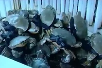 Lật tẩy chiêu thức móc túi trong kinh doanh cua biển