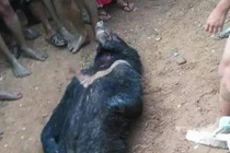 Xác quái thú giữa đường đi, cả làng tới xem mới thất kinh