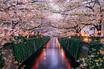 Đứng giữa biển hoa đẹp thế này, trái tim sắt đá cũng phải siêu lòng