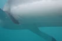 Hãi hùng cảnh cá mập tấn công dữ dội thợ lặn