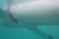 Hãi hùng cảnh cá mập tấn công dữ dội thợ lặn