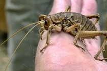 Nơi ngắm những côn trùng to như ở thời tiền sử