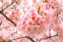 10.000 cây hoa anh đào đã tới Hà Nội phục vụ lễ hội