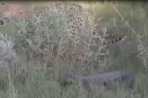 Kỳ đà tấn công dồn dập báo đốm bằng đuôi