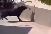 Kinh hoàng cảnh bò tót nổi điên, hất tung người lên trời