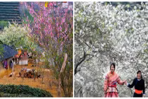 Ngắm hoa mận, đào Mộc Châu rực rỡ chào năm mới