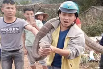 Những lần bắt được trăn, rắn khổng lồ gây sốc ở Việt Nam 