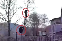 Kinh hoàng cảnh gấu khổng lồ leo cây truy sát người