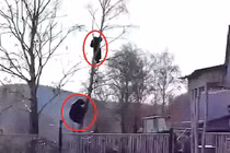 Kinh hoàng cảnh gấu khổng lồ leo cây truy sát người