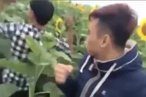 Cảnh 3 nhóm thanh niên điên cuồng phá vườn hoa hướng dương