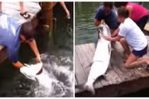 Chàng trai bị cá nuốt trọn cánh tay khi cho ăn