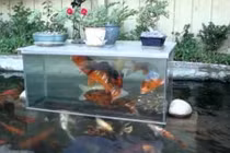 Hồ cá độc đáo giúp cá nhìn thấy cảnh vật xung quanh