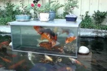 Hồ cá độc đáo giúp cá nhìn thấy cảnh vật xung quanh