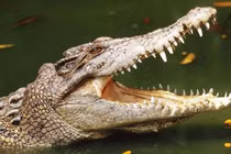 Clip: Bé 2 tuổi bị cá sấu lôi xuống hồ ở Disney World