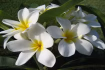 Những công dụng chữa bệnh thần kỳ của hoa sứ trắng