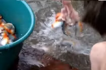 Rợn người cảnh câu cá Piranha như phim kinh dị