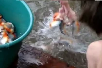 Rợn người cảnh câu cá Piranha như phim kinh dị