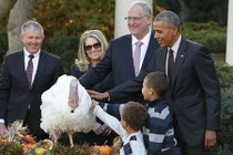 Vì sao Tổng thống Obama lại phải ân xá cho gà tây?