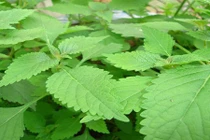 Tại sao bạn nên trồng cây kinh giới trong nhà dù chật hay hẹp? 