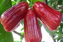 Những công dụng của quả roi có thể bạn chưa biết