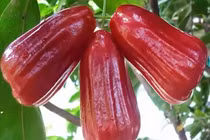 Những công dụng của quả roi có thể bạn chưa biết