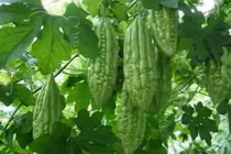 Những nguy hại “chết người” không ngờ từ mướp đắng