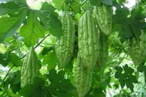 Những nguy hại “chết người” không ngờ từ mướp đắng