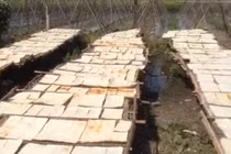 Thâm nhập nơi sản xuất cơm cháy cạnh bãi rác, chuồng gà