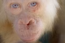 Kỳ bí đười ươi bạch tạng cực hiếm có lông vàng mắt xanh