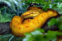 Những thiên đường của rắn khiến nhiều người khiếp sợ