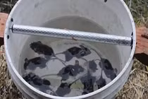 Cách bẫy chuột đơn giản không ngờ chỉ với 1 xô nước