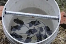 Cách bẫy chuột đơn giản không ngờ chỉ với 1 xô nước