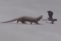 Thót tim cảnh cầy mangut quyết chiến với hổ mang chúa