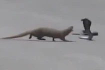 Thót tim cảnh cầy mangut quyết chiến với hổ mang chúa