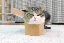 Cười ngặt nghẽo xem mèo béo cố ních người vào hộp bé