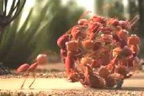 Video: Sức mạnh thần kỳ của sự đoàn kết trong loài vật