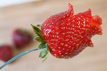 6 bước biến quả dâu tây thành bông hồng đỏ tuyệt đẹp