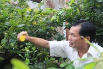 Che bạt, chong đèn ủ ấm cho mai Tết ở Sài Gòn