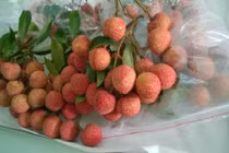 Công nghệ bảo quản vải thiều 4 tuần như vừa hái