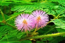 Công dụng kỳ diệu của cây xấu hổ ít người biết